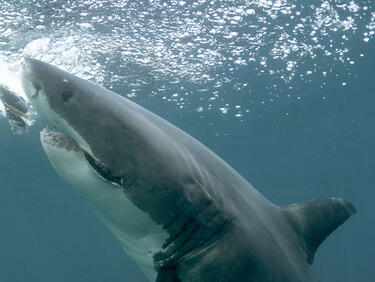 Американците си блъскат главите над мистериозна поява на акули