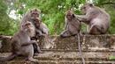 В Слънчев бряг забавлявали туристите с маймуни