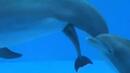 Как се ражда делфинът (ВИДЕО)