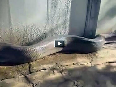 Най-бруталната "шега" с най-дългата змия (ВИДЕО – 16+)