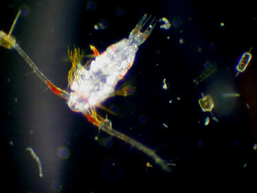 Затоплянето променя обмена на вещества във фитопланктона