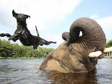 Необикновеното приятелство на слон и куче