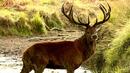 Зверство: бракониери убиха елен и го разчлениха