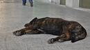 Намалява броят на бездомните кучета в жилищните квартали на столицата