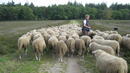 Шарка погна овцете и козите в село Кочан