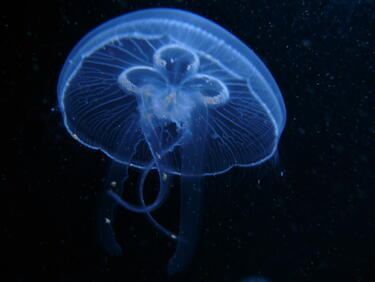 Какво е общото между медузата и човека?