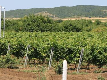 Създават работна група по проблемите на лозаро-винарския сектор