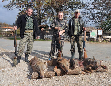 На 100 г. веднъж - ловци отстреляха 4 вълка