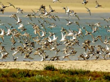 Създадоха нова защитена зона за птици край морето