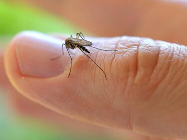 Тревожно! Лекарствата срещу малария вече не помагат