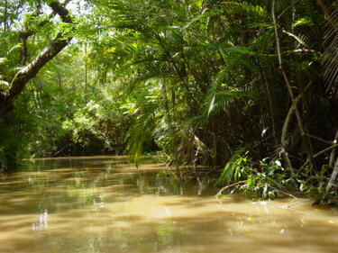 Амазонка губи от зеленото си обаяние