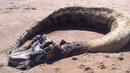 Морето изхвърли брутален 9-метров труп на неизвестно чудовище (ВИДЕО)