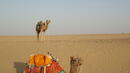 Кметът на Кабул изпраща камила на столичния зоопарк