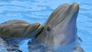 Плуване в компанията на делфин – желана атракция за 2013 г.