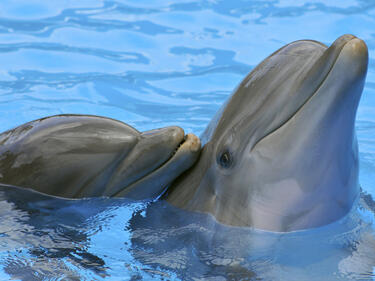 Плуване в компанията на делфин – желана атракция за 2013 г.