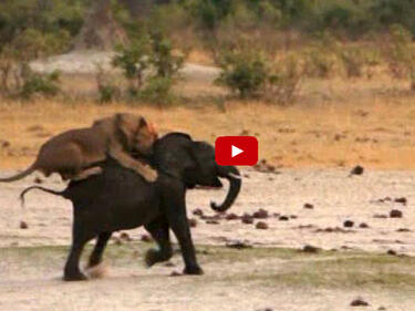 Смразяващи кадри: лъвове изяждат слон, докато е жив (ВИДЕО 18+)