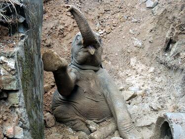 Страхотно бебе слонче се заклещи в дупка