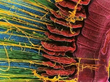 Човешкото тяло изглежда удивително пъстро под електронен микроскоп (10 СНИМКИ)