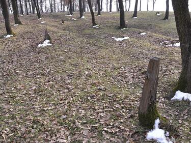Най-сериозният проблем на българската природа е изсичането на горите