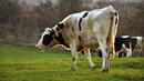 Има начин да се ограничат емисиите метан от кравите
