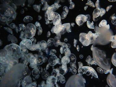 7 изумителни факта за медузите