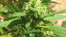 Семена от марихуана откриха в пощенска пратка в Горна Оряховица