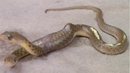 Змия с две глави пропълзя през индийско село
