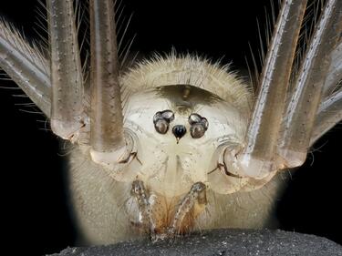 Наистина ли ядем паяци в съня си?