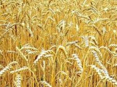 Изнасяме рекордно много пшеница