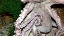 Защо не се преплитат пипалата на октоподите
