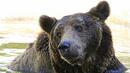 В парка „Белица“ раздават лакомства на мечките
