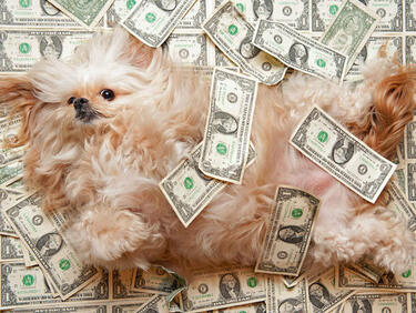 Куче печели по 1000 долара на ден