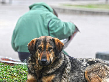 Фандъкова настоява за Национална програма за овладяване на бездомните кучета