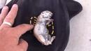 Трогателна история за спасяването на катеричка от смърт