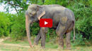 Слон, окован във вериги в продължение на 50 години, ридае след освобождаването му (ВИДЕО)