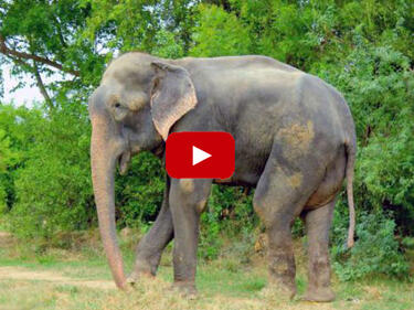 Слон, окован във вериги в продължение на 50 години, ридае след освобождаването му (ВИДЕО)