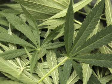 Половин тон марихуана засята в петричка нива откриха полицаи 