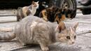 10 000 бездомни котки подложиха Пловдив на терор
