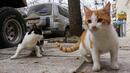 Храненето на бездомна котка в Пловдив ще ви струва до 200 лв.