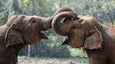 Древните хора са ловували прародители на слоновете
