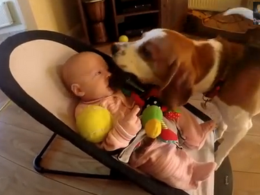 Това куче открадна играчките на бебето! После стана нещо неочаквано (ВИДЕО)
