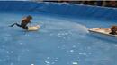 Катерица, която кара водни ски, подлуди интернет (ВИДЕО)