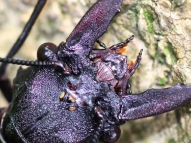 Откриха най-голямото летящо насекомо в света (ВИДЕО)