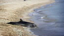 Морето край Созопол изхвърли мъртъв делфин