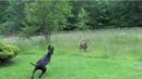Куче гони елен, но какво се случва, след като го хваща!? (ВИДЕО)