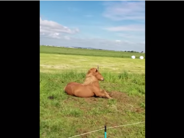 Никога не сте предполагали, че кон може да прави това (ВИДЕО)