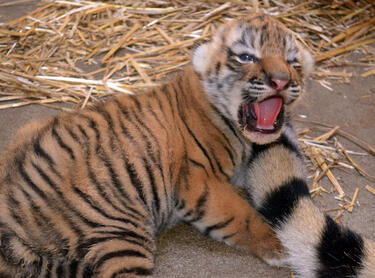 Искате бенгалски тигър за домашен любимец? Вадете 24 000 лв. и е ваш