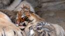 Три сибирски тигърчета се родиха в Скопие
