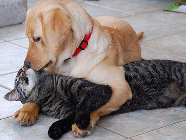 Кучето и котката - най-добри приятели! Вижте защо в снимки