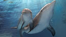 Останки в Перу свидетелстват за рядък вид делфини